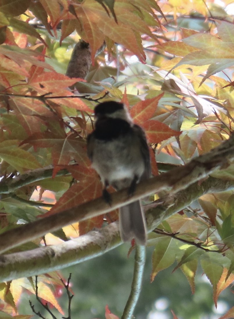 erynboren's tweet photo. I think this little round baby is a black capped chickadee but I’m not sure! Either way here she is, looking cute and judgmental https://t.co/oQQCHsYkoM