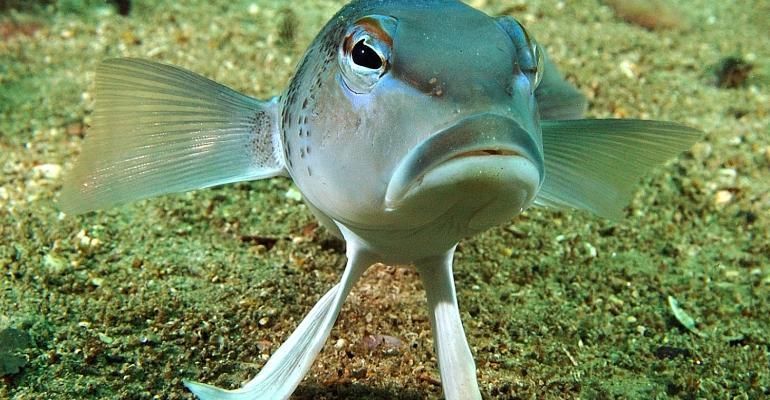 Kelp forests provide a rich source of organic matter for NZ reef fish #stableisotope analysis #fiordland #MarlboroughSounds 2 new open access studies from <a href="/otago/">University of Otago</a>  #ecosystembasedmanagement buff.ly/2YcPVqC