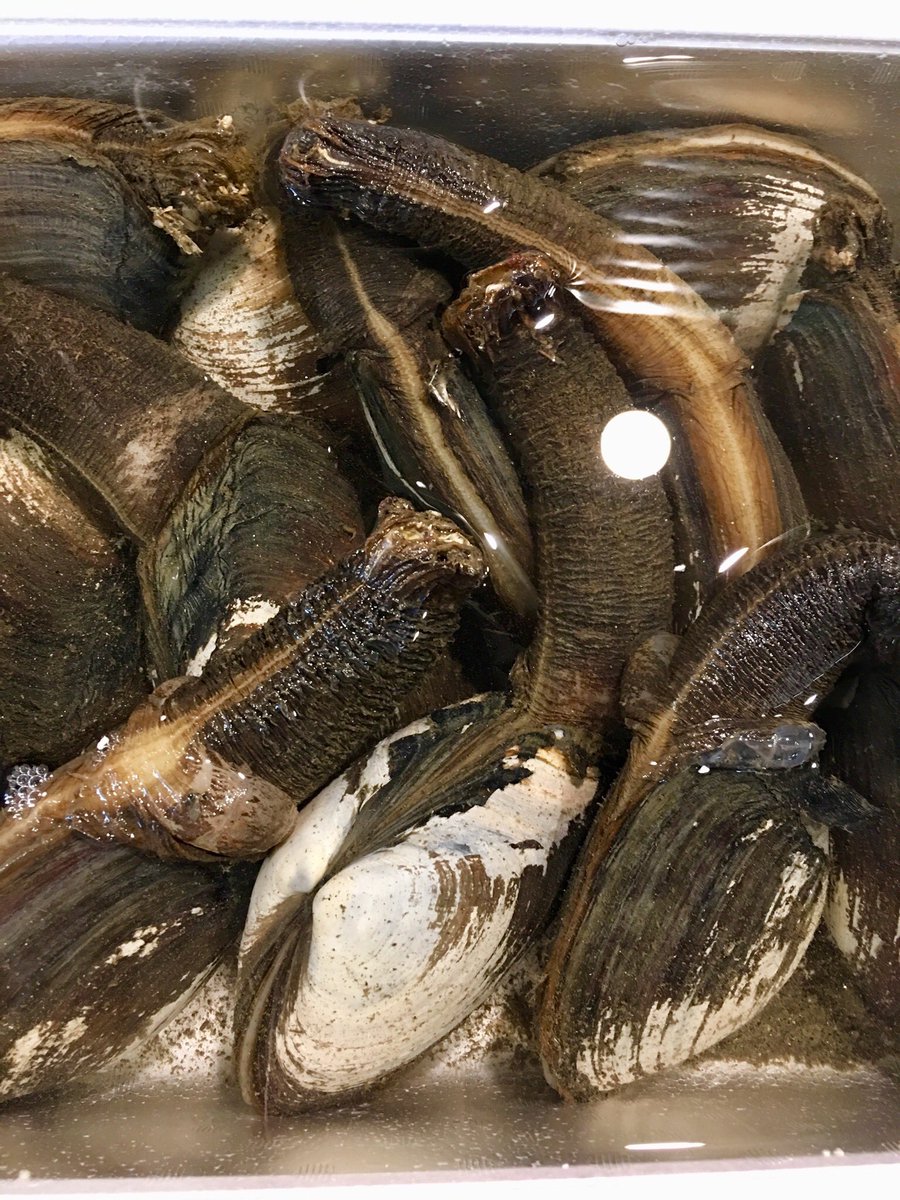 本ミル貝 Twitter Search