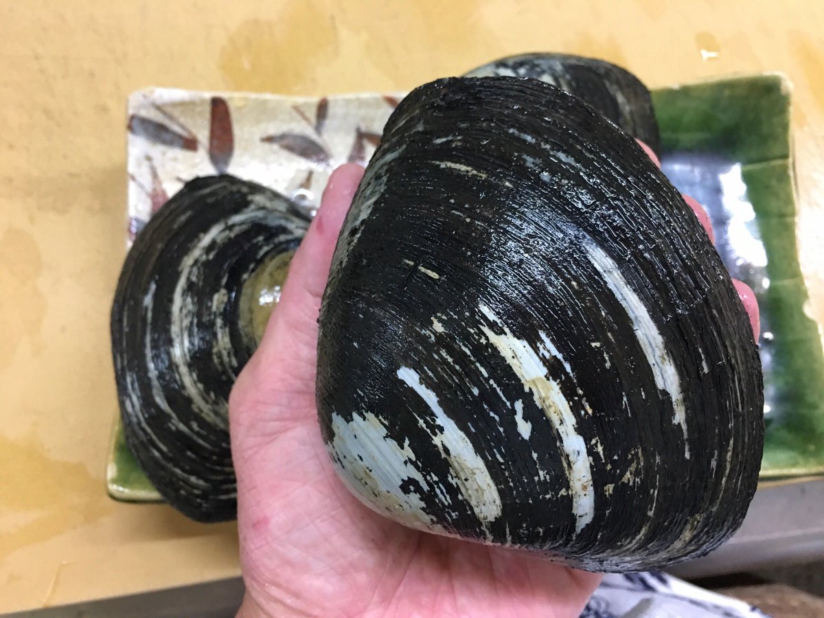 本ミル貝 Twitter Search