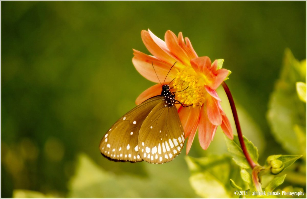 SaevusWildlife's tweet photo. A beautiful morning!! Clicked by #saevusgallery member ABHISEK PATNAIK at Bhubaneswar.
#Photooftheday #naturephotography #wildlife #wildlifephotography #wildlifephotographer #nationalpark #photographer #flowers #butterfly #Commoncrowbutterfly #Bhubaneswar https://t.co/YLSswcGomX