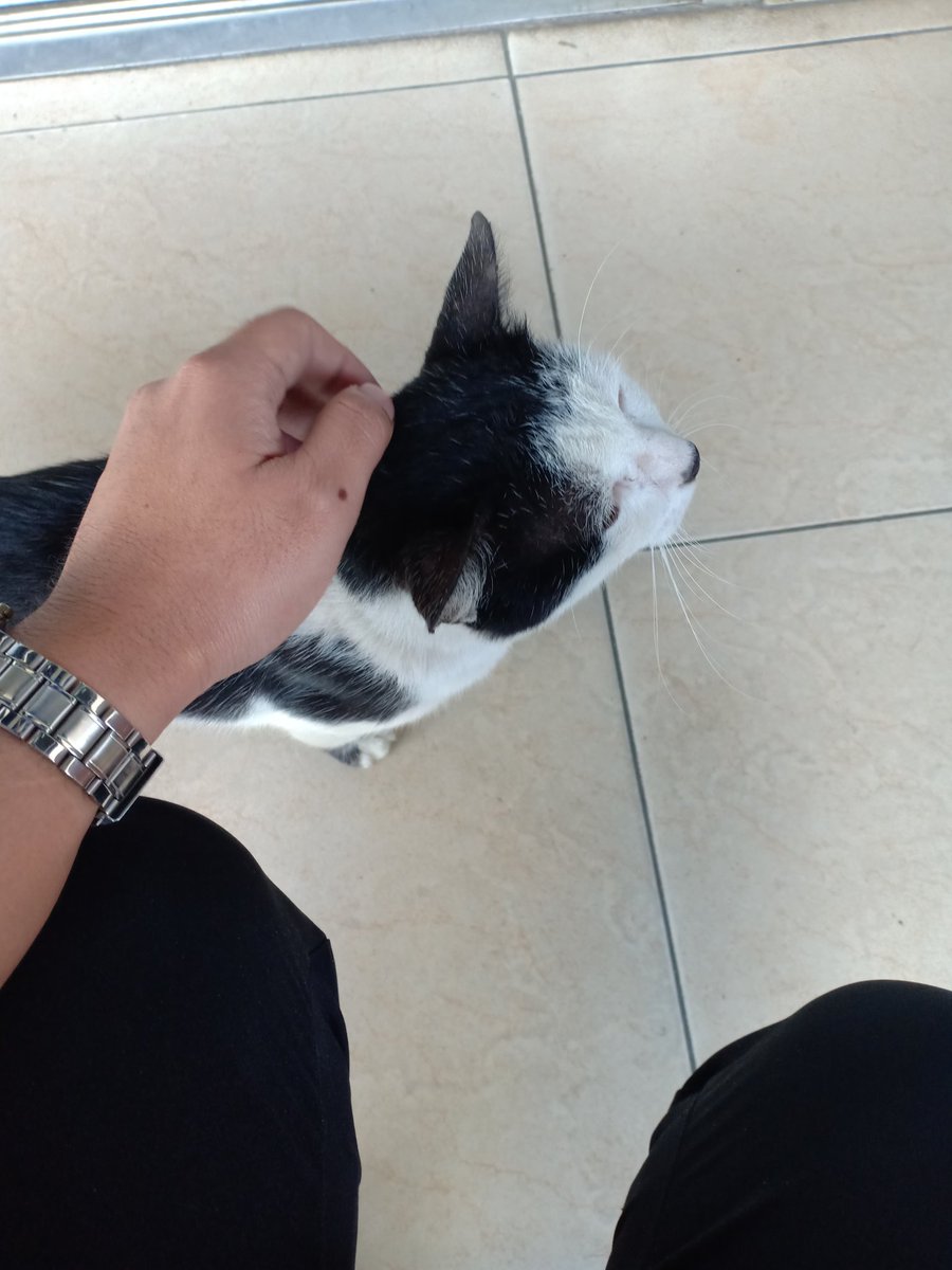 Iring_Laaw's tweet image. Unexpected office visitor 😻
na okay akong mood ug kalit 😸
#miming