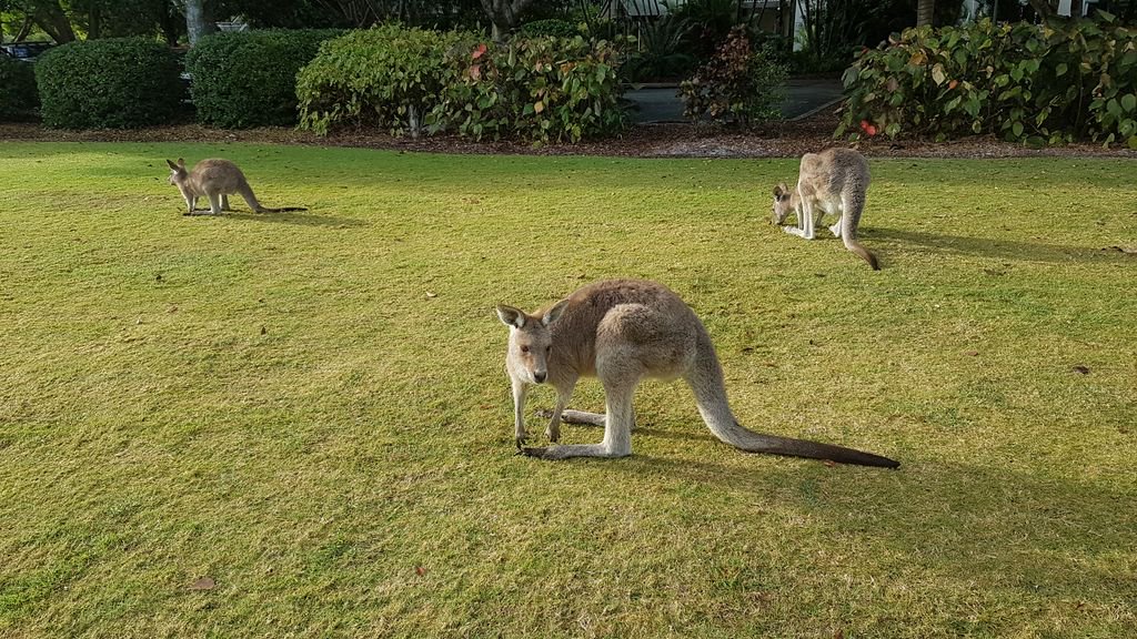 Sunshine Coast Convention Centre tweet media