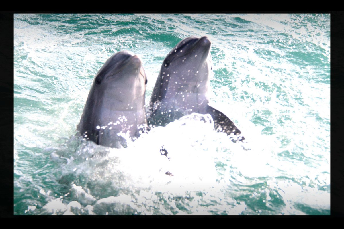 dexplorerpark's tweet photo. Friendly swimming at #dolphinexplorer #puntacana #dominicanrepublic https://t.co/bb6yUAWaT5