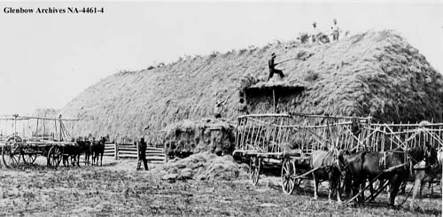 WillJPratt's tweet image. Dedicated to everyone who is cutting hay while the sun shines.

Piikani Reserve, ca 1892.

#WestCdnAg #hay19 #harvest19 #AbAg