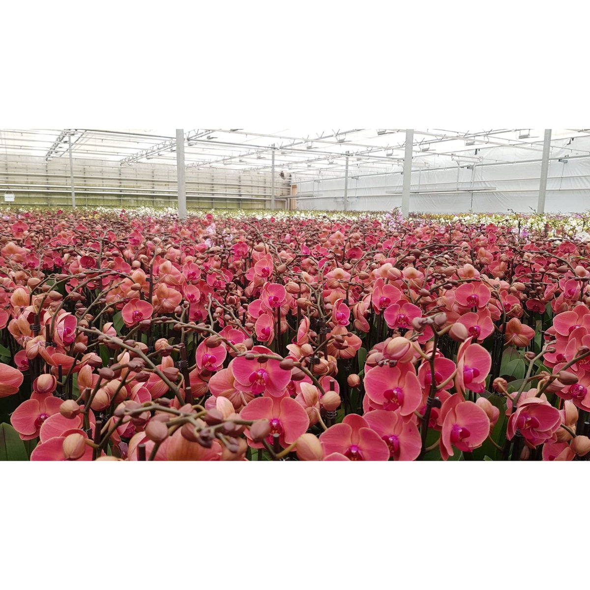 Beautiful Phalaenopsis Asian coral with 2 stems and 18+ flowers from grower Konst. For prices ask your account manager!