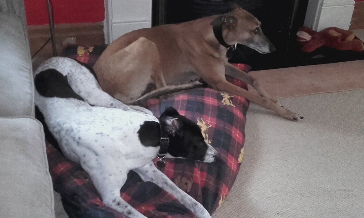 JanLycett's tweet image. Here's two who were discarded by the racing industry @rickygervais and now living the sweet life.....#SofaSurfers #DogsofTwittter