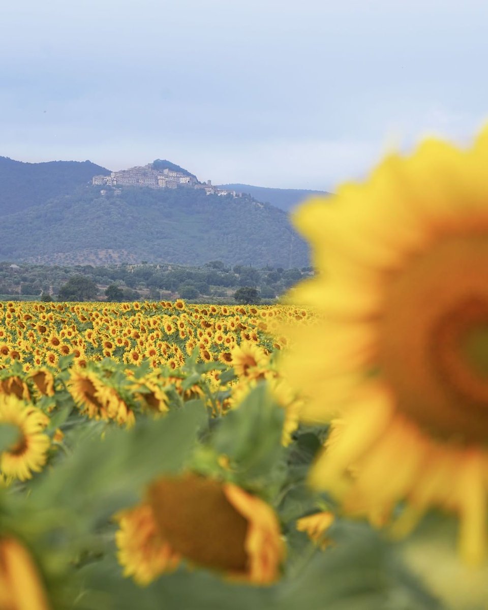 Italia's tweet photo. #Tuscany is one of the few areas of #Italy in which sunflowers are cultivated and a trip in pursuit of these fields of gold is well worth it. Check out here the best places where to find sunflowers 🌻 in Tuscany 👉 
https://t.co/yodRildDJU
#TreasureItaly #traveltips
📷 IG arttrav https://t.co/U2MrC41nuf