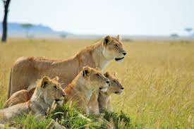 Visit the King today by visiting vahelsafaris.com/tours