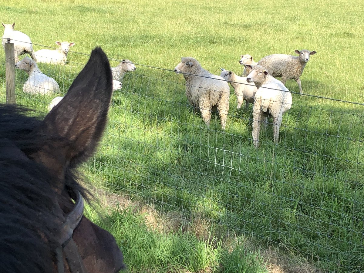 Sheepfarming on horseback #lincolnlongwool