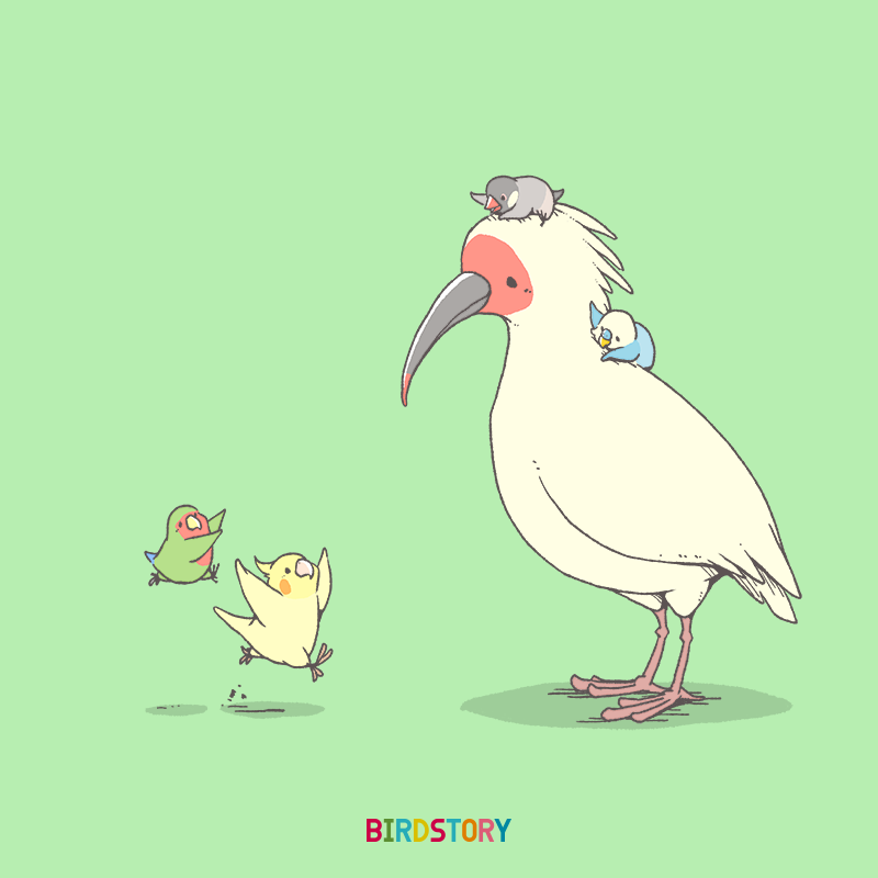 Birdstory 今週末のの8月3日 4日 新潟にて開催される鳥フェスに参加します 会場は朱鷺メッセ トキは新潟県のシンボル鳥との事です 詳しいイベント情報はホームページから T Co Noeukg1lhx Birdstory 鳥フェス 新潟 トキ T Co