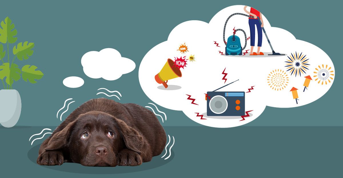 6 Natural Solutions For Dog Anxiety dogsnaturallymagazine.com/6-natural-solu…