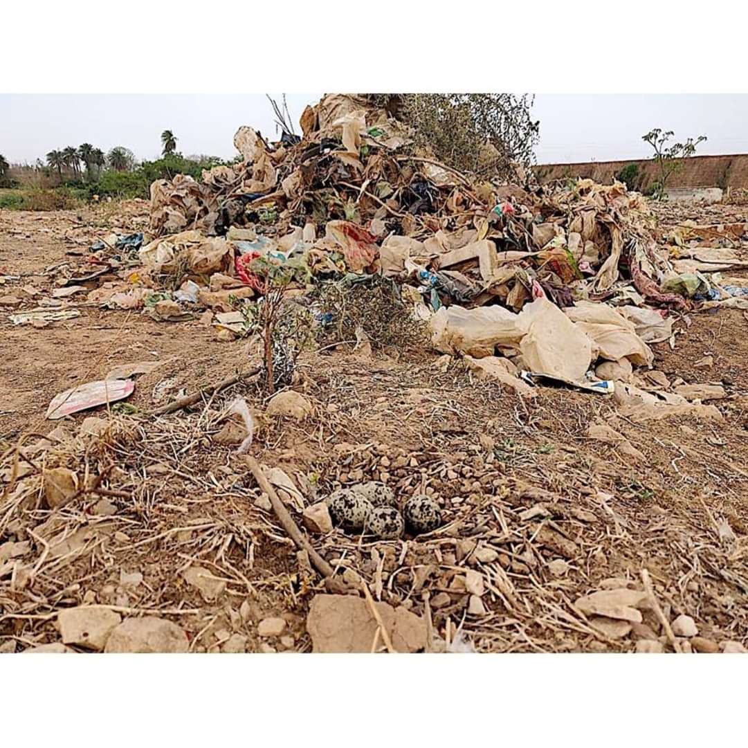 AbhayShivpuri's tweet photo. Heartbreaking to see crocodiles living in waste, sandpiper eggs around plastic, snake dying in heavily polluted Maniyar stream and much more in Shivpuri Municipal area. I question my every act and system I am part of. @JVSinghINC @pnarahari @moefcc @MongabayIndia https://t.co/VsRFyWbKj2