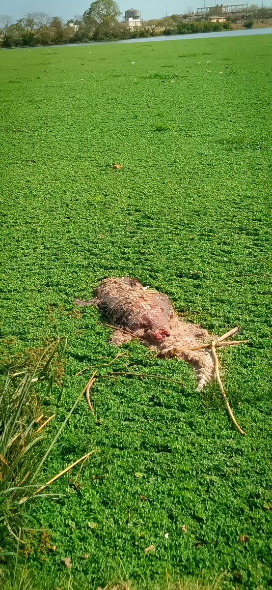 AbhayShivpuri's tweet photo. Heartbreaking to see crocodiles living in waste, sandpiper eggs around plastic, snake dying in heavily polluted Maniyar stream and much more in Shivpuri Municipal area. I question my every act and system I am part of. @JVSinghINC @pnarahari @moefcc @MongabayIndia https://t.co/VsRFyWbKj2