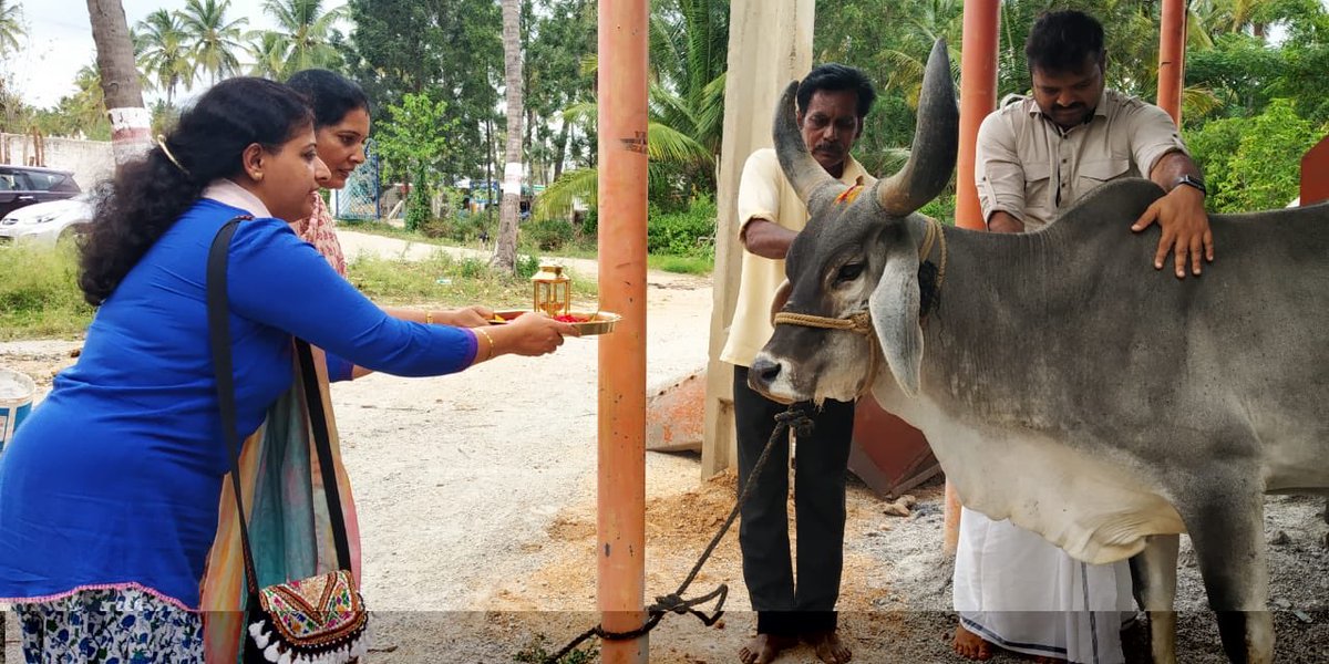 astitvam's tweet photo. Two Kankrej cows have come to our #YuvaFarm today. Desi Cows are the basic requirements for ZeroBudgetNaturalFarming.  Soon we are getting Two Devni cows and our own Hallikars too.
🙂 https://t.co/t4VWhCfEPe