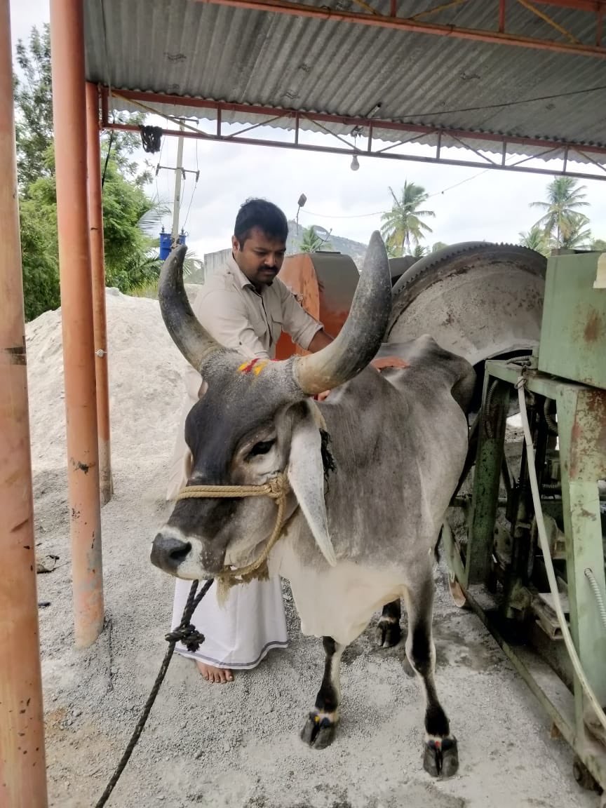 astitvam's tweet photo. Two Kankrej cows have come to our #YuvaFarm today. Desi Cows are the basic requirements for ZeroBudgetNaturalFarming.  Soon we are getting Two Devni cows and our own Hallikars too.
🙂 https://t.co/t4VWhCfEPe