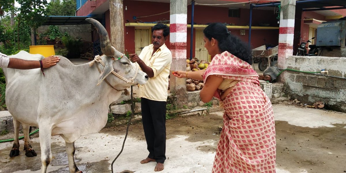astitvam's tweet photo. Two Kankrej cows have come to our #YuvaFarm today. Desi Cows are the basic requirements for ZeroBudgetNaturalFarming.  Soon we are getting Two Devni cows and our own Hallikars too.
🙂 https://t.co/t4VWhCfEPe