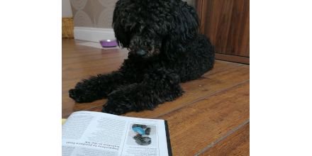 ImagesMagUK's tweet photo. Here's our latest #PrintShopPooch, Sooty Slater of @PinkBird_Tweets Originals admiring himself in our August issue! We would love to feature your furriest member of staff in Images Magazine, so get in touch now at editorial@images-magazine.com #garmentdecorators https://t.co/8lck3xYssM