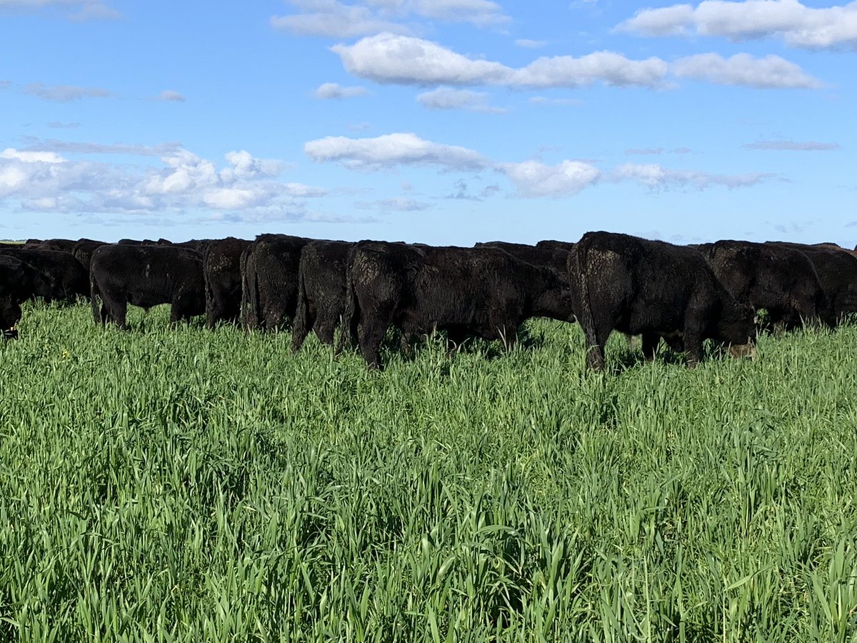 Steers happy to be finished crop grazing and onto ryegrass.