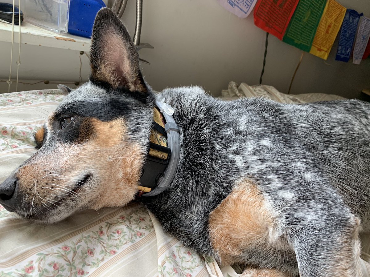dyk3dynasty's tweet photo. please keep an eye out in the cranston area for my best friend. she’s been missing since monday at 5:45 pm. i cant sleep thinking she’s out there alone and scared. please retweet this to help my best friend get home safe. her name is layla https://t.co/WSDIiU5odg