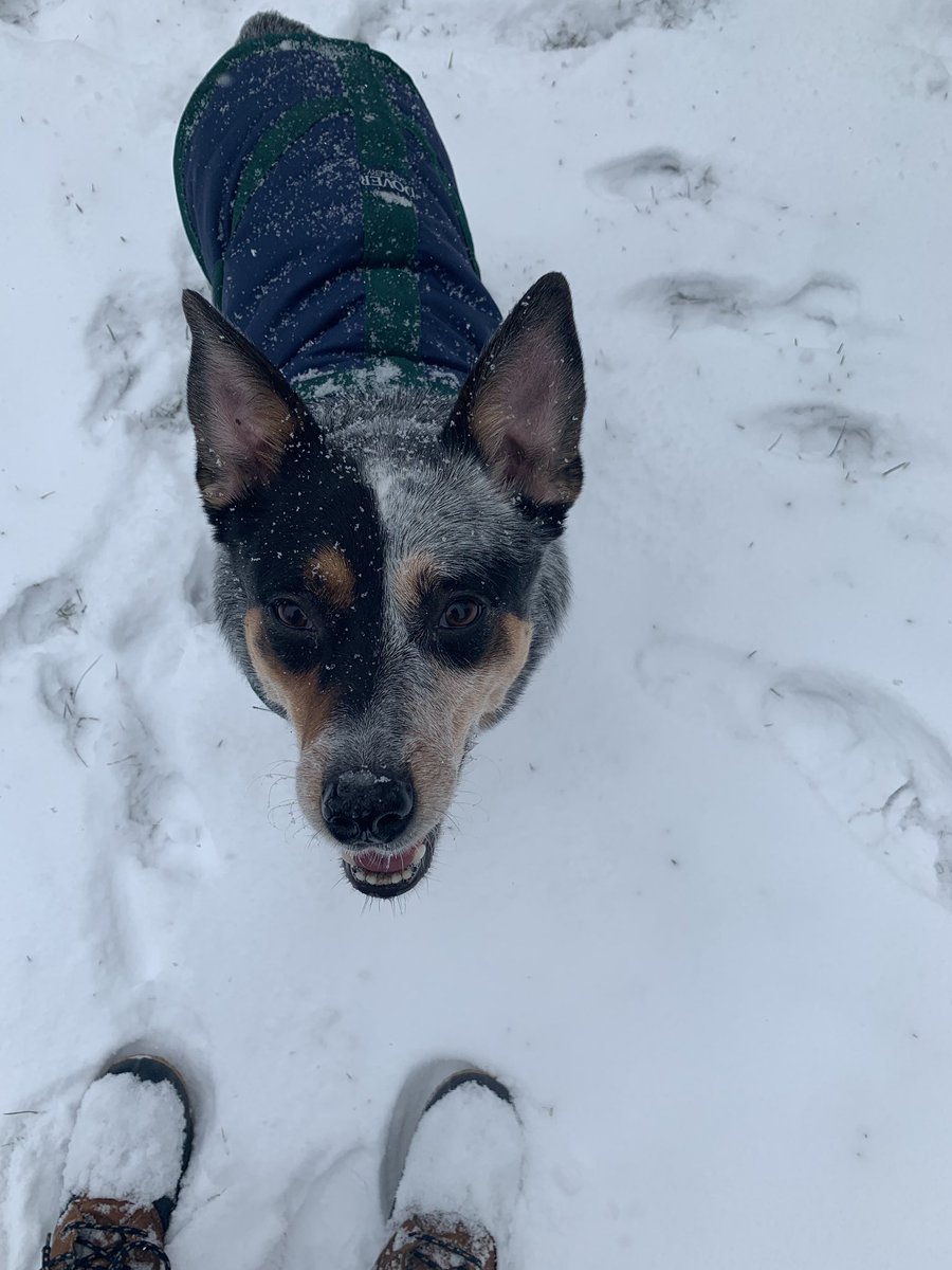 dyk3dynasty's tweet photo. please keep an eye out in the cranston area for my best friend. she’s been missing since monday at 5:45 pm. i cant sleep thinking she’s out there alone and scared. please retweet this to help my best friend get home safe. her name is layla https://t.co/WSDIiU5odg
