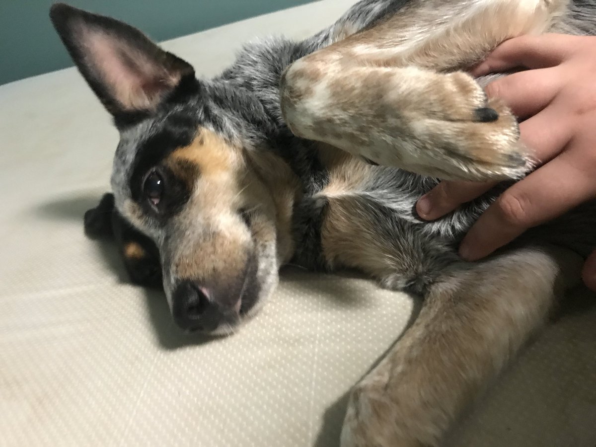 dyk3dynasty's tweet photo. please keep an eye out in the cranston area for my best friend. she’s been missing since monday at 5:45 pm. i cant sleep thinking she’s out there alone and scared. please retweet this to help my best friend get home safe. her name is layla https://t.co/WSDIiU5odg