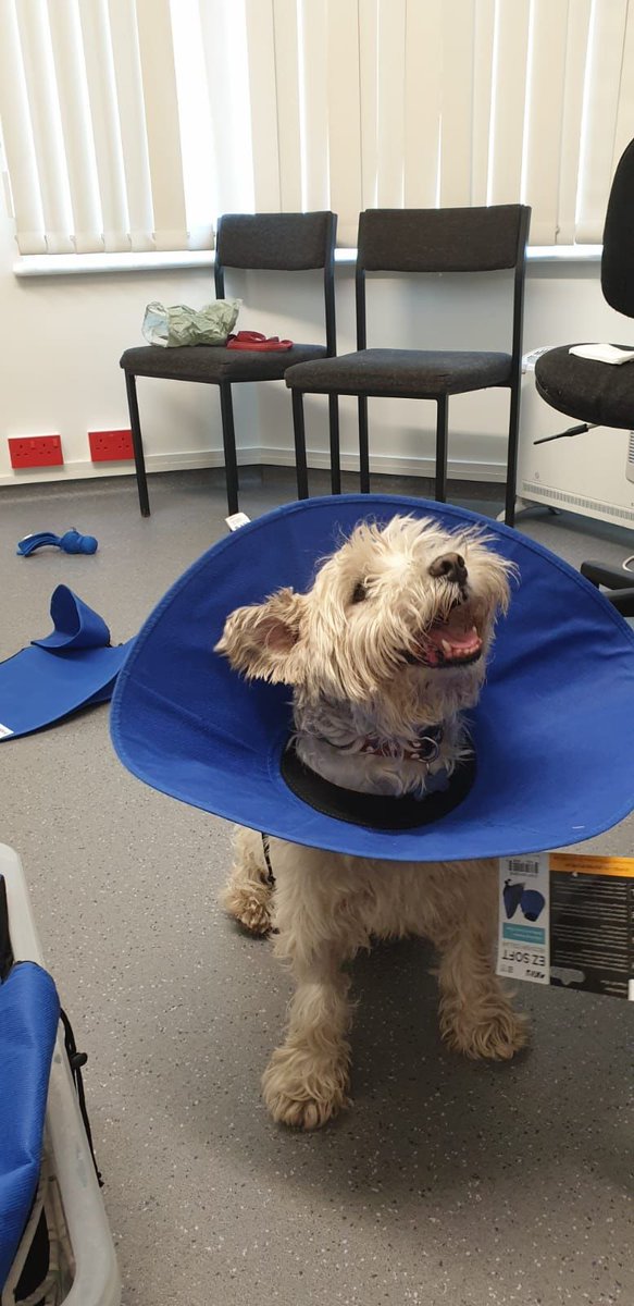 Casper recently came into our Ipswich branch for a try on of a few of our soft buster collar range!