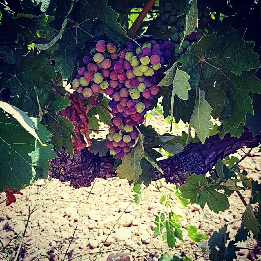 Llega el #envero a nuestras viñas. Uno de los momentos más bonitos del ciclo de la vid. Los granos de uva de variedades blancas tornan a amarillentos y de las tintas, rojizos, azulados y violetas. #UvasFelices #NavarraWineLovers #NavarraWineColors