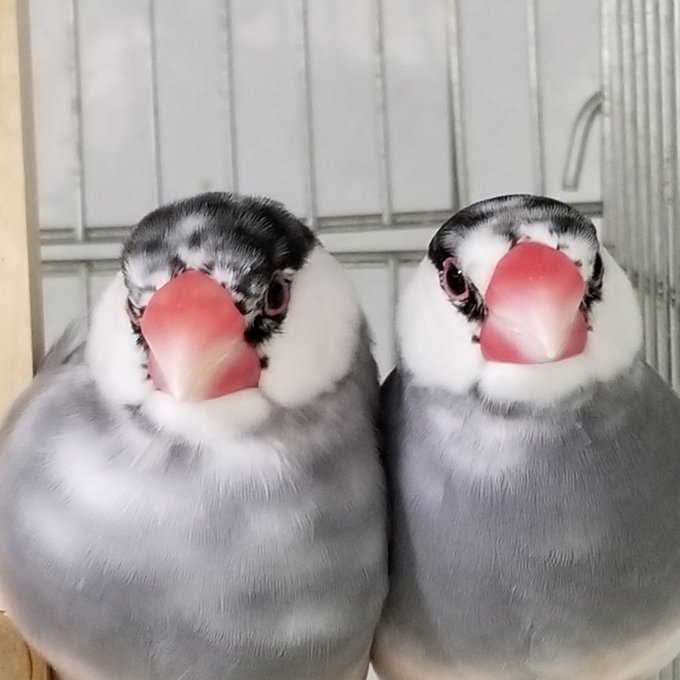 インコ虐待のtwitterイラスト検索結果 インコ虐待のtwitterイラスト検索結果