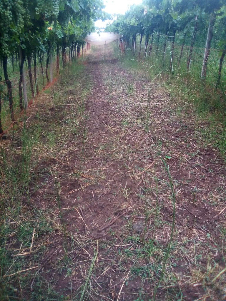 The work of our colleagues 🐑🐑🐑🐑🐑
.
.
.
#menti #mentiwines #mentivini #mentiwinery #gambellara #naturalwines #biodynamicagriculture #garganega #pecorabrogna #naturalherbicide #vinogambellara #volcanicsoil #vineyards #naturalfarming #rawwine #rawwineworld #stefanomenti #wine