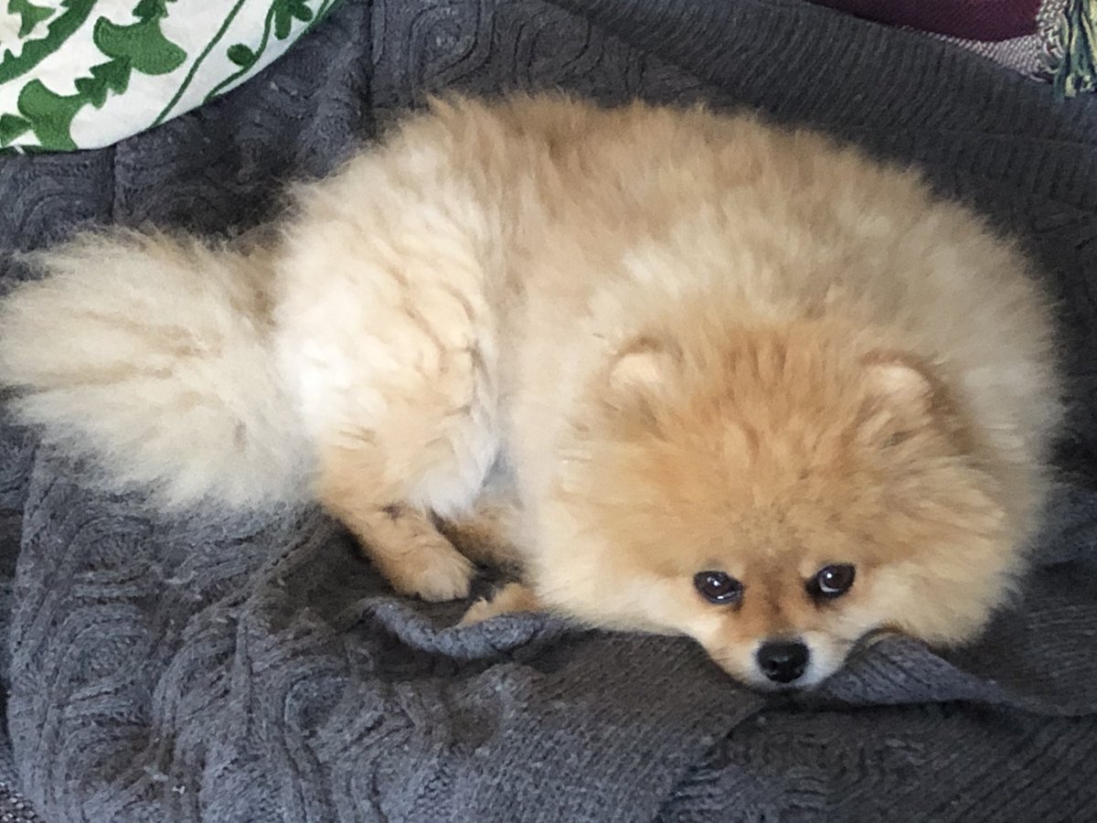 ClaireMBelcher's tweet image. When you get told you’re not coming to meet #Jameslovelock today #pomproblems #Lovelock100 @GSI_Exeter