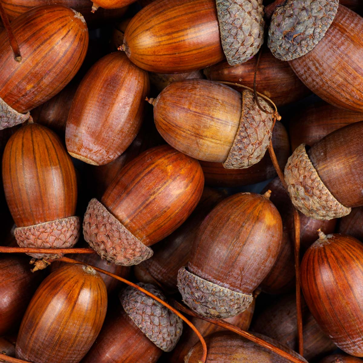 6. But wait! After this you needed to be randomly assigned to a court by picking an acorn with a letter on it out of basket. When you went into the courts a slave handed you a coloured staff, and you went to the court with the same colour over the entrance. #acorns