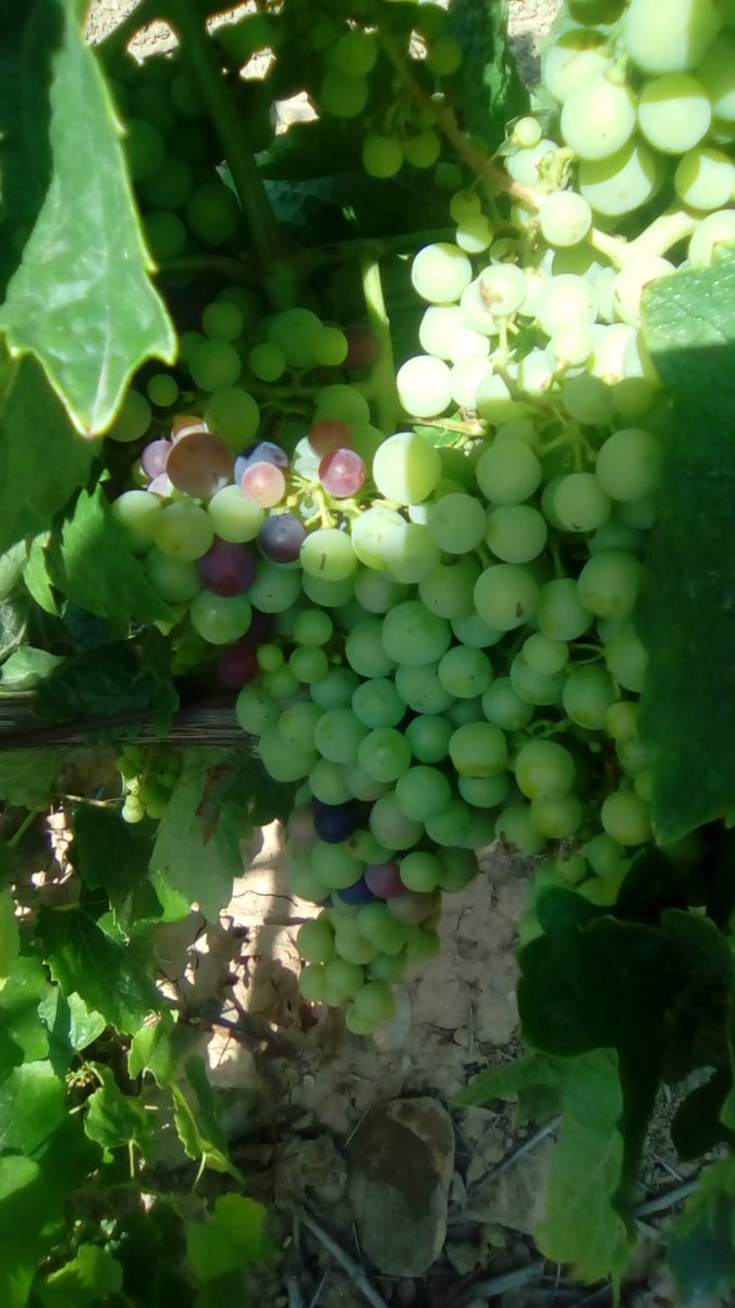 FINCA ALLENDE tweet media