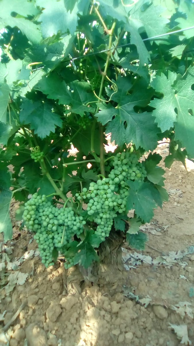 FINCA ALLENDE tweet media