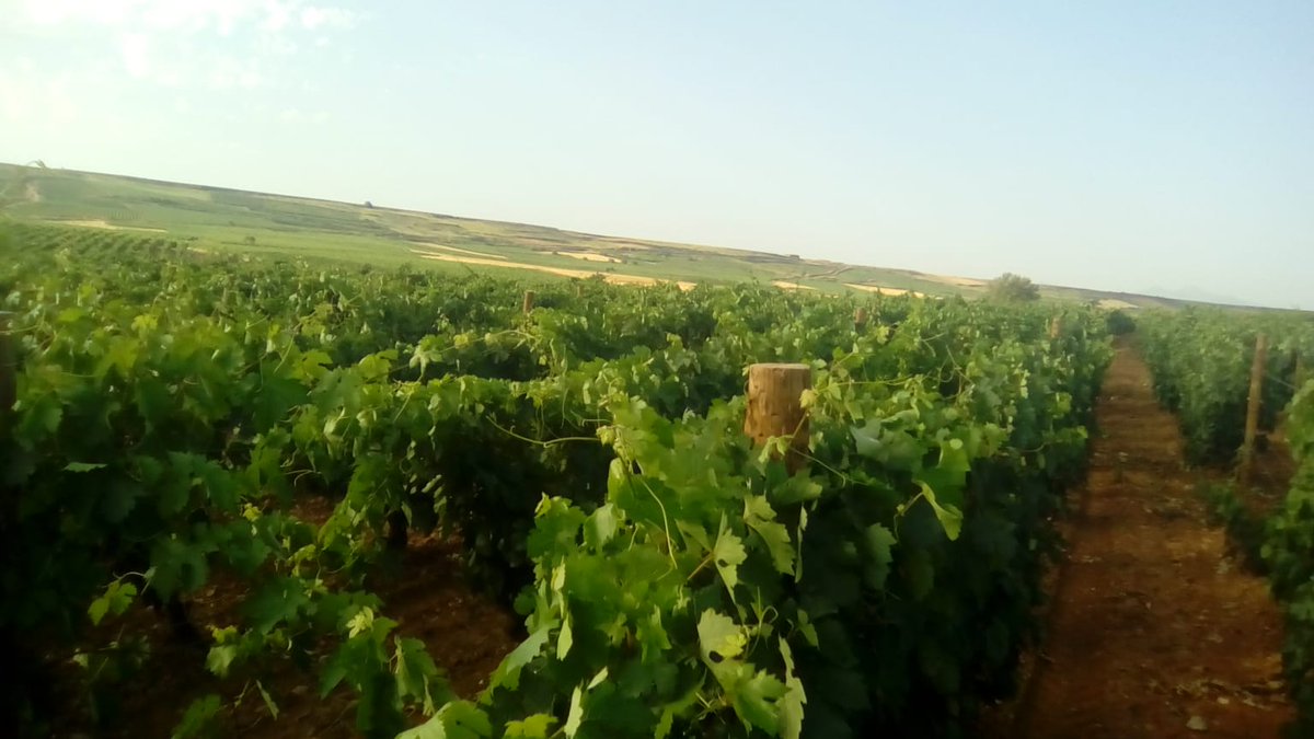 FINCA ALLENDE tweet media