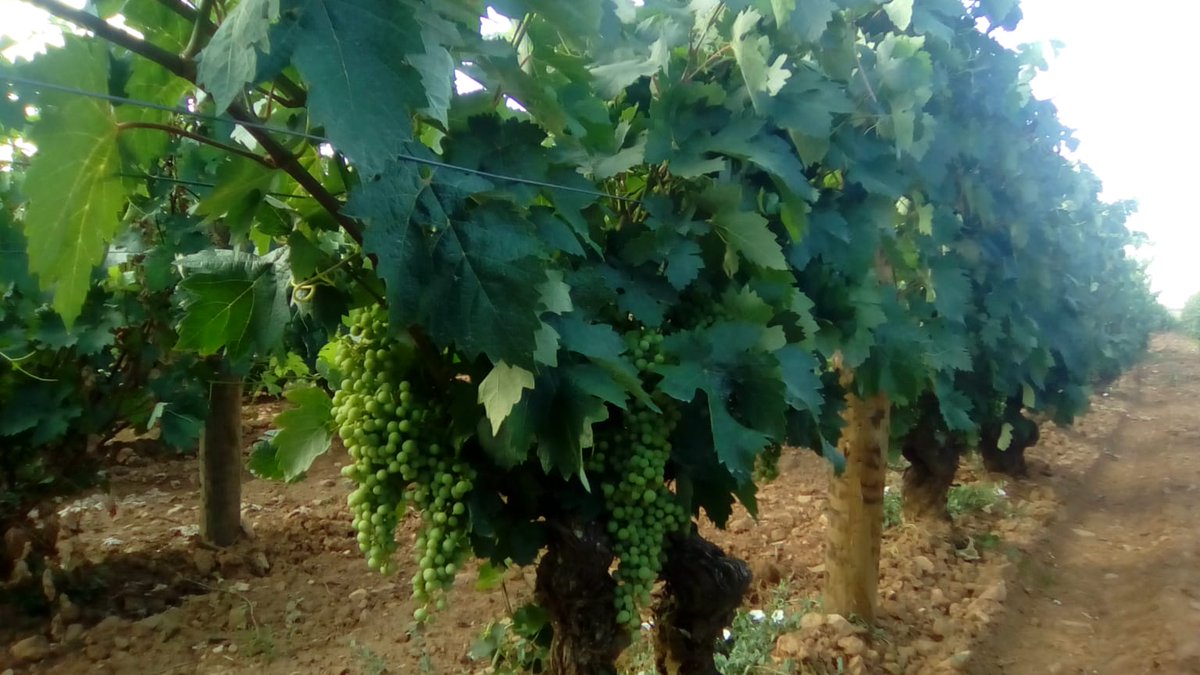 FINCA ALLENDE tweet media