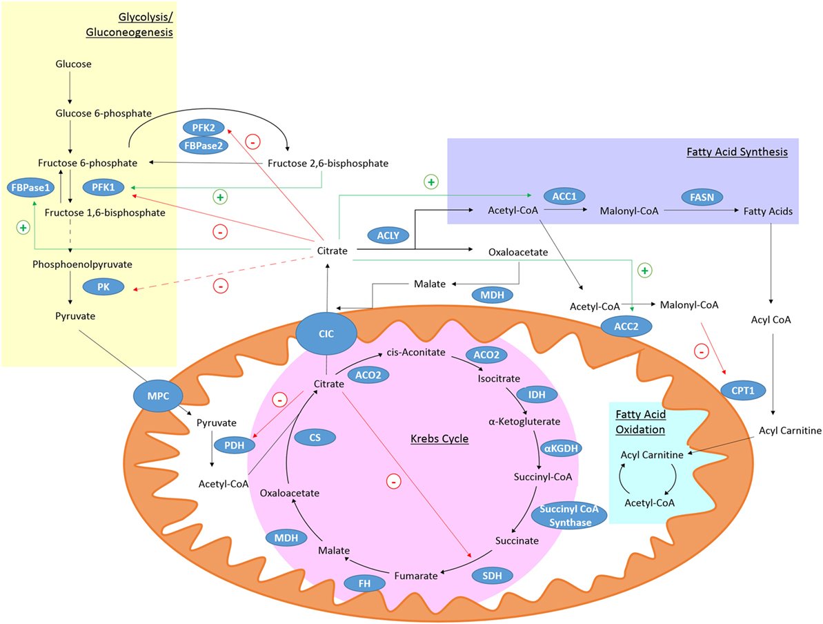 FrontImmunol's tweet image. Scientists discuss the role of citrate in #MetabolicReprogramming in #InnateImmunity and #Inflammation

Do not miss the Review article published #openaccess by Williams and O&apos;Neill fro.ntiers.in/WFux