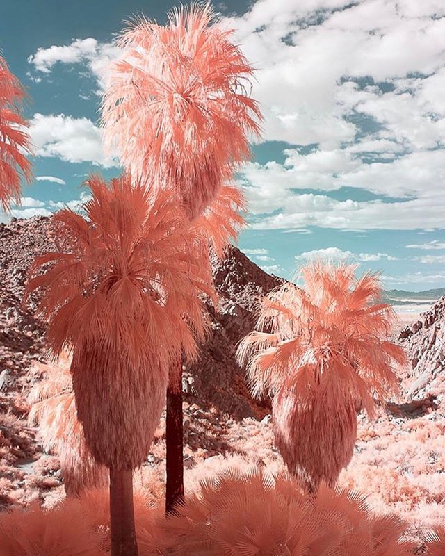 Just Posted New Infrared Art; ift.tt/2LQZoNp #CreativeIR #Infrared #Photography #InfraredPhotography