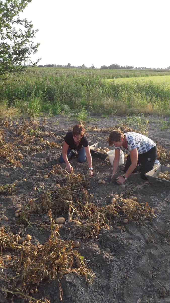 Hendrika0706's tweet photo. Avondje oogsten bij zus op de boerderij 😀 https://t.co/i769h2EDbe