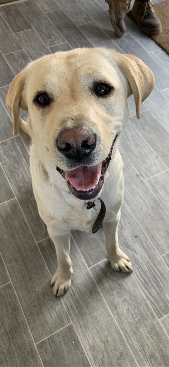 beverlicious87's tweet photo. Buddy’s best smile for #MagicRadioPets @magicfm https://t.co/1F4dI9FJdF