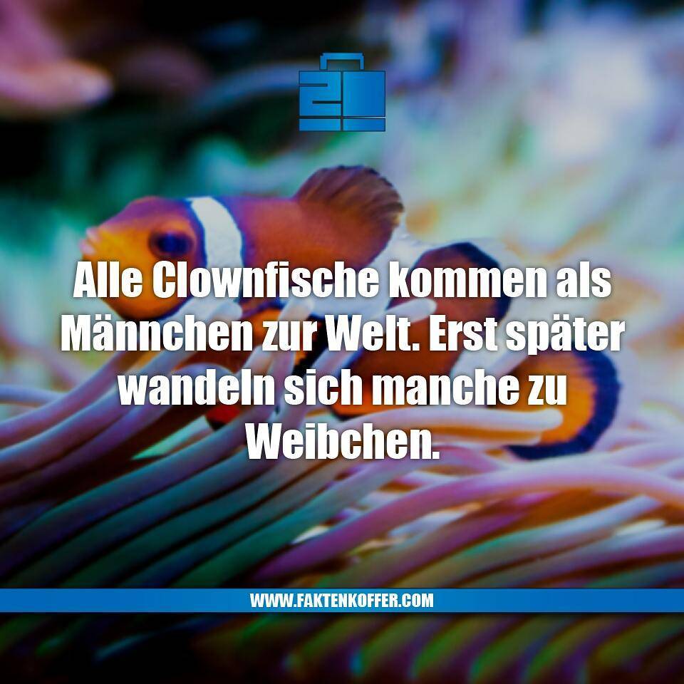 Faktenkoffer's tweet photo. Nemo ist und bleibt ein Junge! :D

#faktenkoffer #fakten #fakt #tiere #tierschutz #natur #naturschutz #umwelt #umweltschutz #meer #strand #tauchen #fisch #fische #clownfisch #geschlecht #männchen #weibchen #mann #frau #mädchen #junge #lernen #schule #arbeit #ferien #urlaub #nemo https://t.co/7P2w6ilXs6