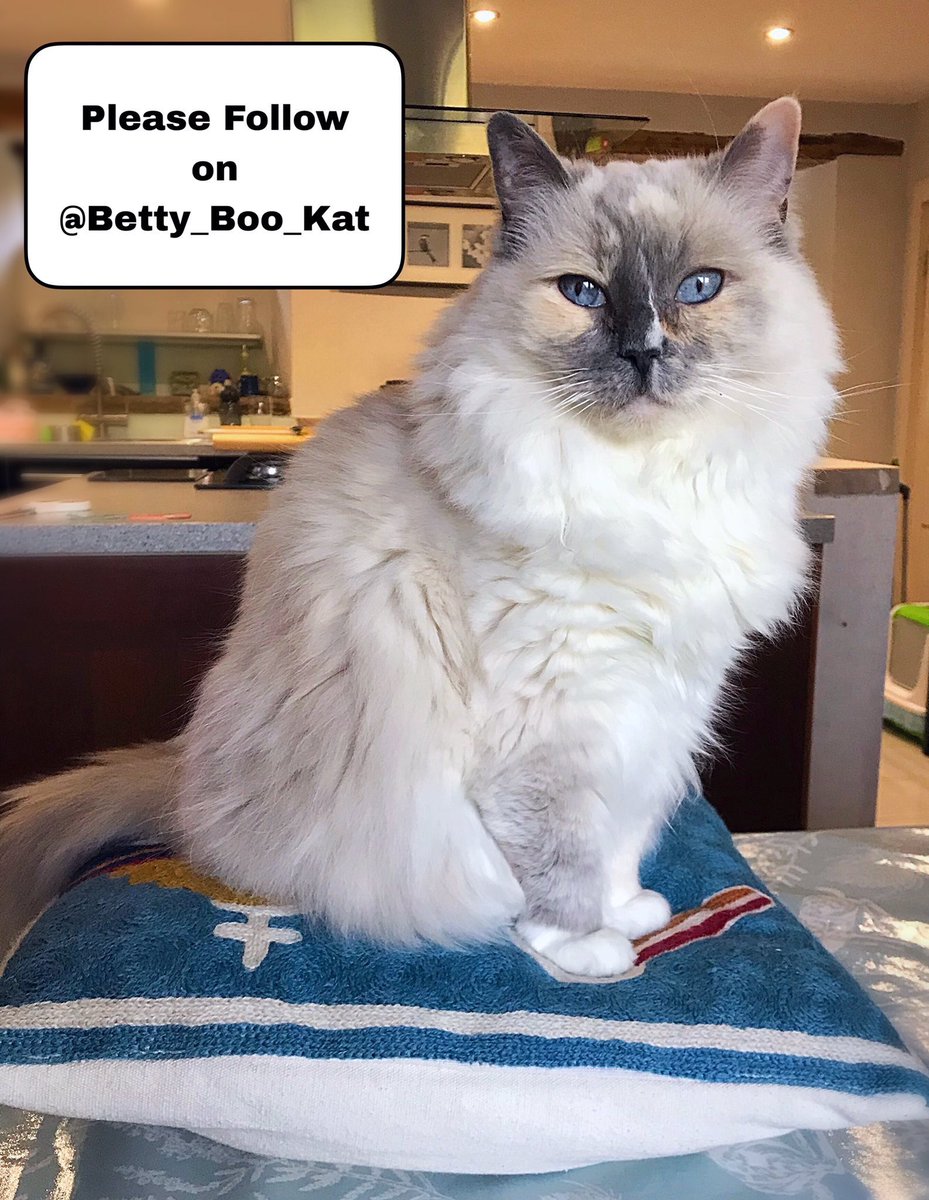 Betty_Boo_Kat1's tweet photo. @PrincessCocoCat @deborah26449389 @ManfredCat @WilliamTheGinge @buddy_gizmo @azazellothecat @Davethecat5 @1gingerbeauty @BlindPebbles @fluffybasil @LittleMaineCoon @CatFoodBreath @truffle_cat @Mr_Thor_Cat @3coolkatz @AngusMcPussPuss @AlvinASBO @6327carole @AwwwwCats @catster @CatsDog71013545 @cougarcalicocat @FireFire_1 @FunnyAnimalsNow @iamKITTENS Thank mew @PrincessCocoCat 💖😻💖 I’m back from Twitter Jail now 🎉 this is my main profile 👇 @Betty_Boo_Kat 👈 whooohoo! https://t.co/Yw38NDjQtm