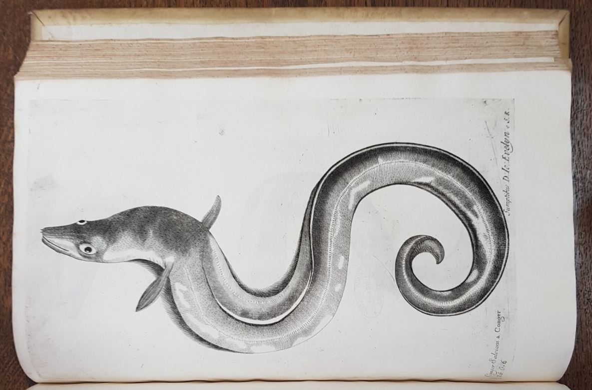 TrinCollLibCam's tweet photo. For #NationalMarineWeek, a smiling eel from "Historia Piscium" (1686) by Francis Willughby, engraved by Paul van Somer. Catalogue record at https://t.co/4BrprpCDEU. #GryllsCollection https://t.co/x3mzYwE5ia