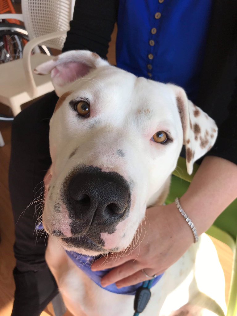 Why Deaf dogs make great family members
Deaf dogs love their owners and love staying by their side. You may feel like you are being stalked! NO, they love and learn so much from your facial expressions. 
Deaf dogs do not react to other dogs barking in your street.