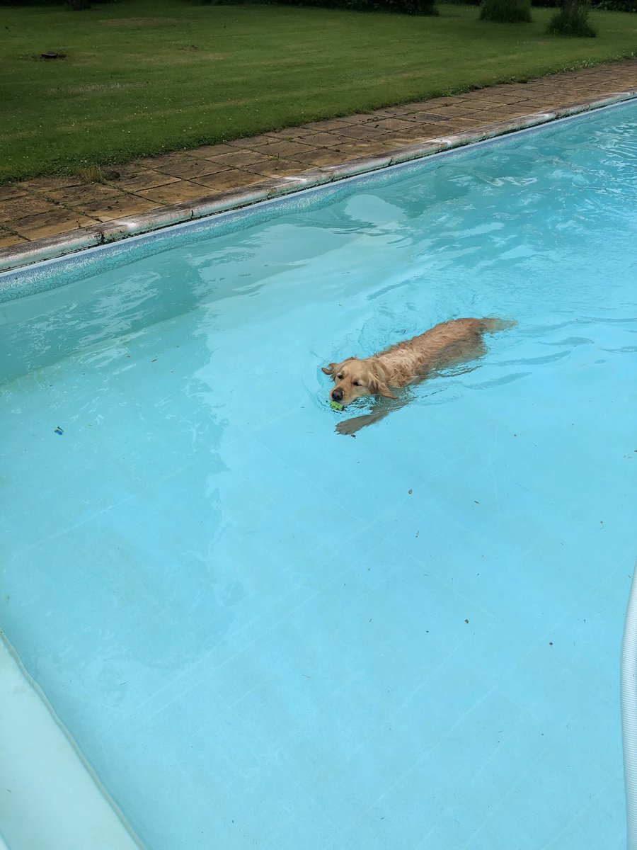 IscaPools's tweet photo. Going to need a bigger leaf net! https://t.co/50835poBg0