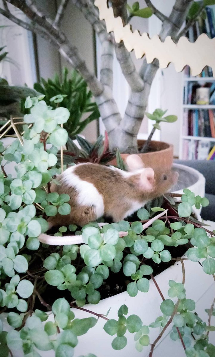 Teapotee's tweet photo. My sweet Noisette #mouse 🌿🐭 https://t.co/R4pVJKD2px