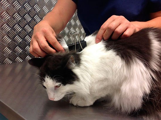 Descubren cómo relajar a un gato mediante una técnica denominada ‘clipnosis’ bit.ly/2K85VjD