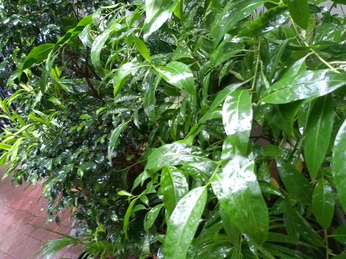 silverlightgal's tweet photo. #Raindrenched https://t.co/0JAsU2nXT5