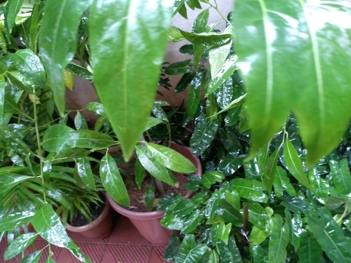 silverlightgal's tweet photo. #Raindrenched https://t.co/0JAsU2nXT5
