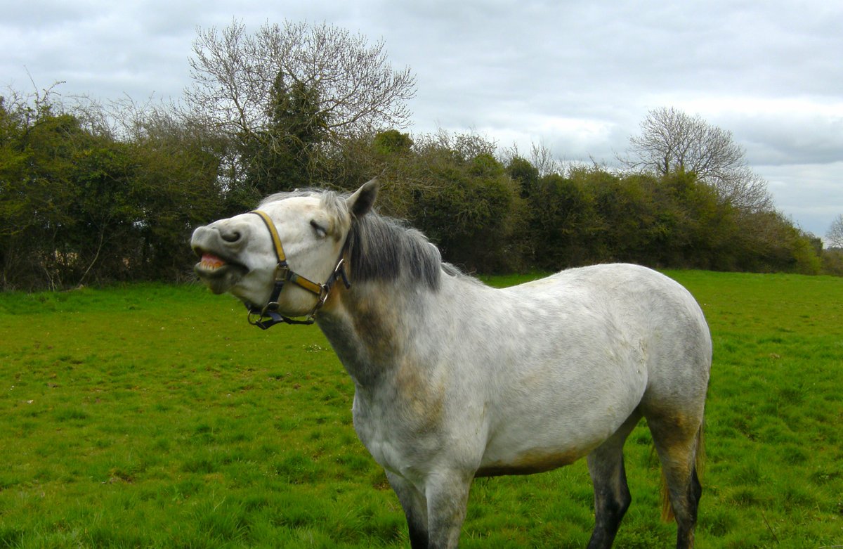 katrinar1203's tweet photo. Raise Money for @TheBrooke and enter their horse photo competition #BrookeCameraAction
I just did and hope this pic of Magoushla will make you smile too. #phdchat https://t.co/jmXtfpaXme
